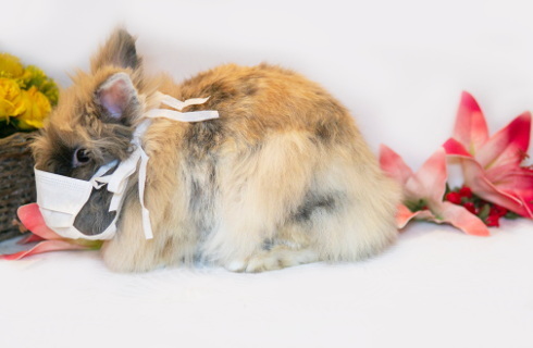 koronawirus wielkanoc zajaczek