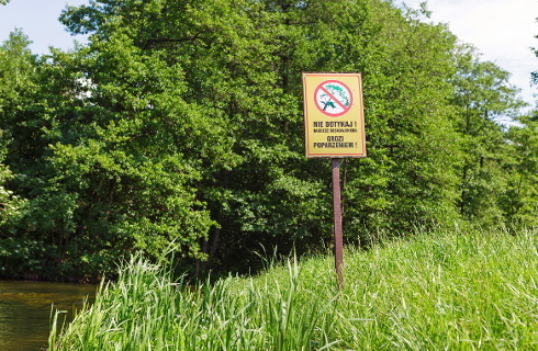 Jest ustawa, gminom łatwiej będzie walczyć z barszczem