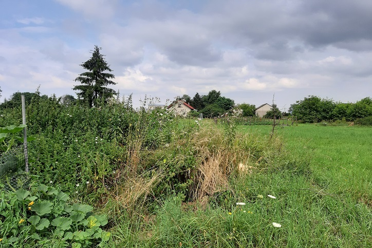 Gmina nie zmusi właściciela działki do skoszenia trawy