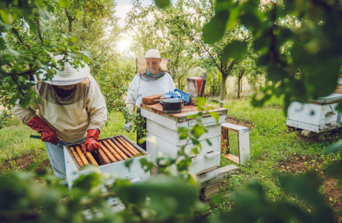 Pszczelarze też skorzystają z niższej stawki za prąd