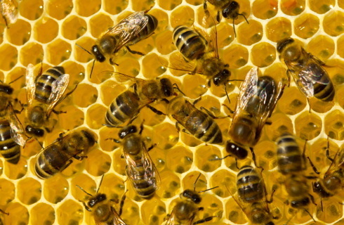 pszczola pszczoly wosk