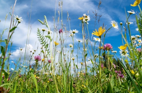 Łąki kwietne potrzebne przy drodze, przepisy także