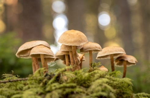 Psychodeliki. Rynek kwitnie, a badania naukowe są blokowane przez przepisy