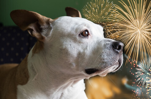 fajerwerki sylwester pies