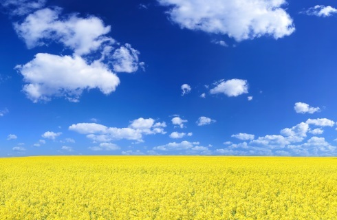 Studia polskie dla uchodźców z Ukrainy na Uniwersytecie Łódzkim