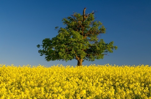 WSA: Prokurator umorzył, ale administracja mogła ukarać za zniszczenie drzew