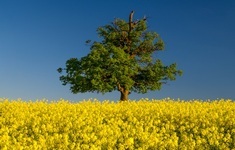 ukraina pole rzepak drzewo niebo