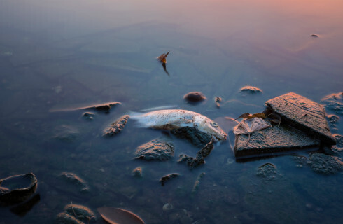 Zatruta Odra - przedsiębiorcy z branży turystycznej apelują do rządu o pomoc finansową