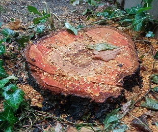 Drzewa pod blokiem nie można wyciąć "po cichu" - to własność wspólna i chroniona prawem