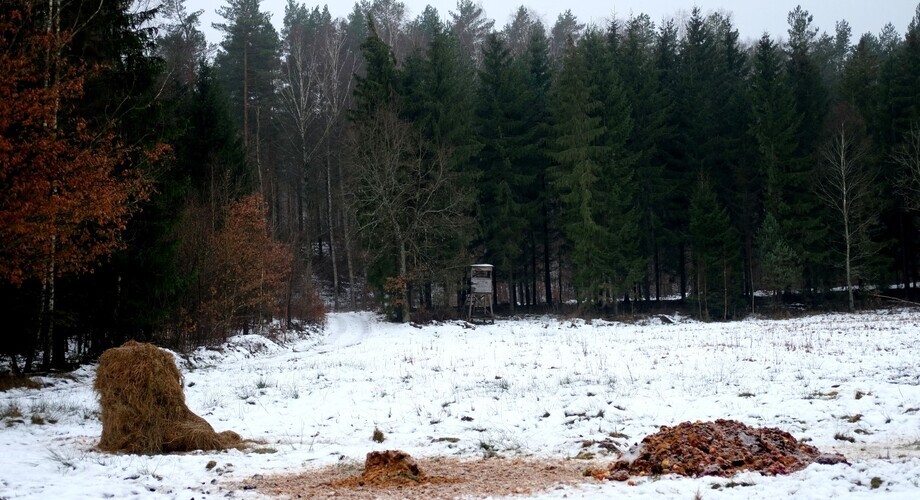 Nęcenie zwierząt jest dozwolone w określonych granicach