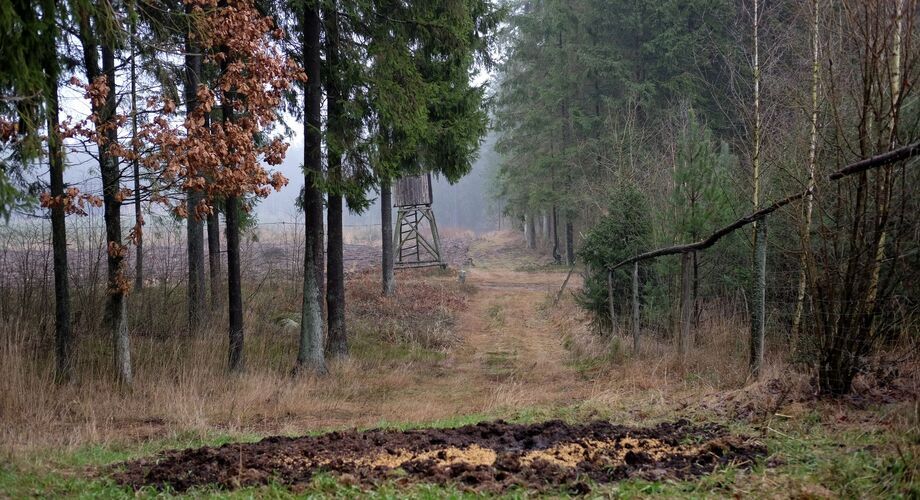 Sezonowe zakazy nie pomagają zwalczyć afrykańskiego pomoru świń