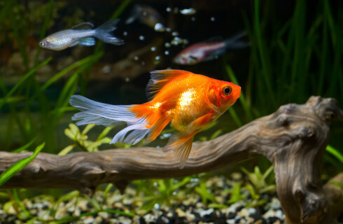 zlota rybka akwarium