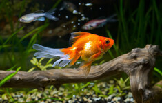 zlota rybka akwarium