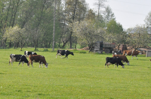 Będzie większy nadzór nad zdrowiem zwierząt