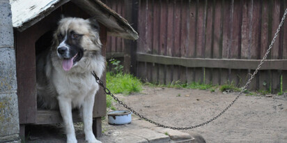 pies lancuchowy buda podworko