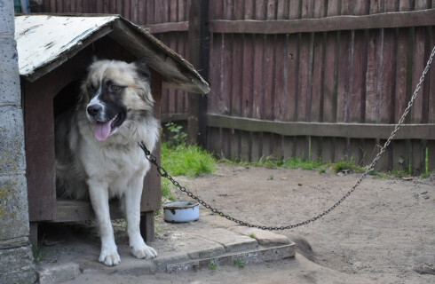 Organizacja może odebrać zwierzę, ale z wejściem na ogrodzoną posesję może mieć problem