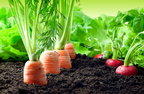 ogrodek warzywniak rzodkiewka marchew