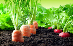 ogrodek warzywniak rzodkiewka marchew