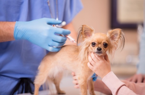 Nie można pobrać nerki od psa, ale krew do transfuzji już tak