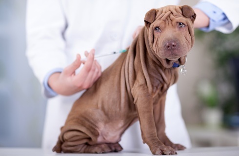 Nawet zwierzę, które ma właściciela może być bezdomne, ale kto za nie zapłaci