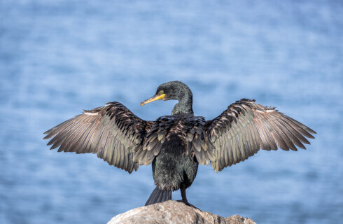 Łabędź, gęś i żuraw nadal będą stołować się na koszt rolnika