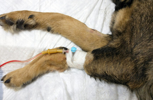 pies weterynarz krew