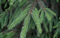 galazki iglaste drzewo 2162270272