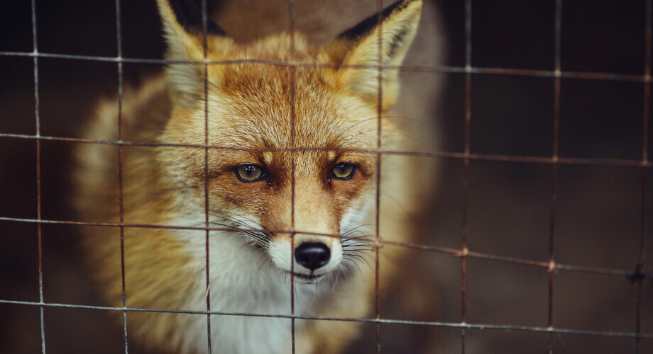 Prezydent podpisał zakaz hodowli zwierząt na futra, ale tzw. ustawę łańcuchową zawetował