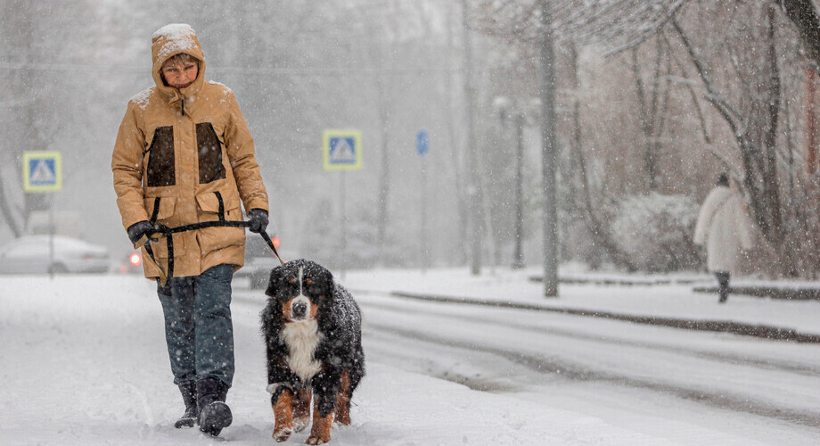 zima mroz snieg droga spacer pies
