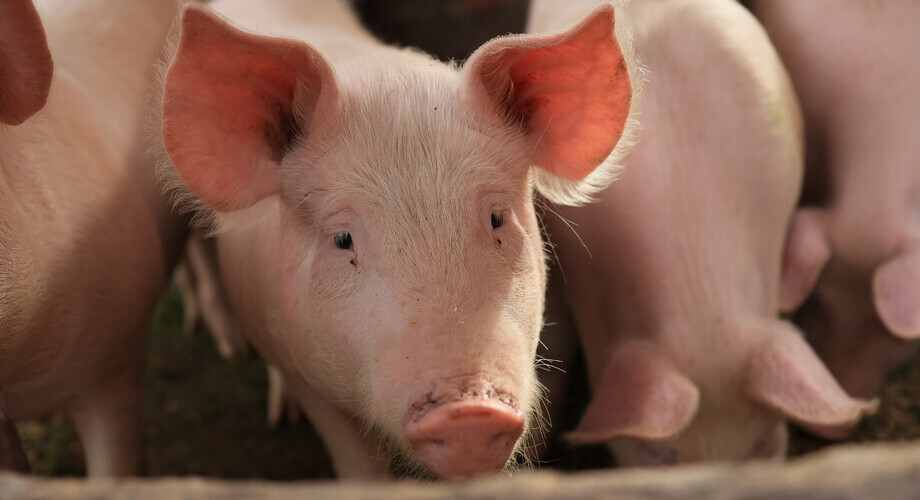 SN: Zabijający zwierzęta nie mogą ich posiadać, ani przy nich pracować