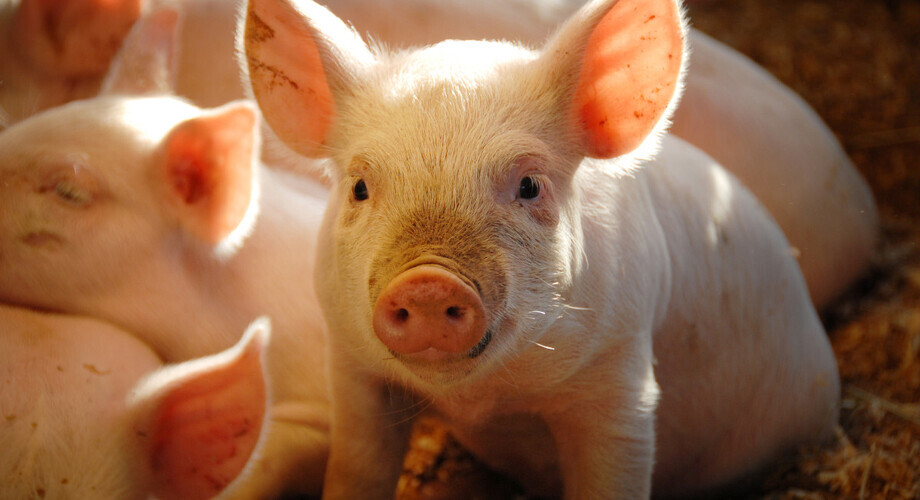 swinia prosiak chlew 001