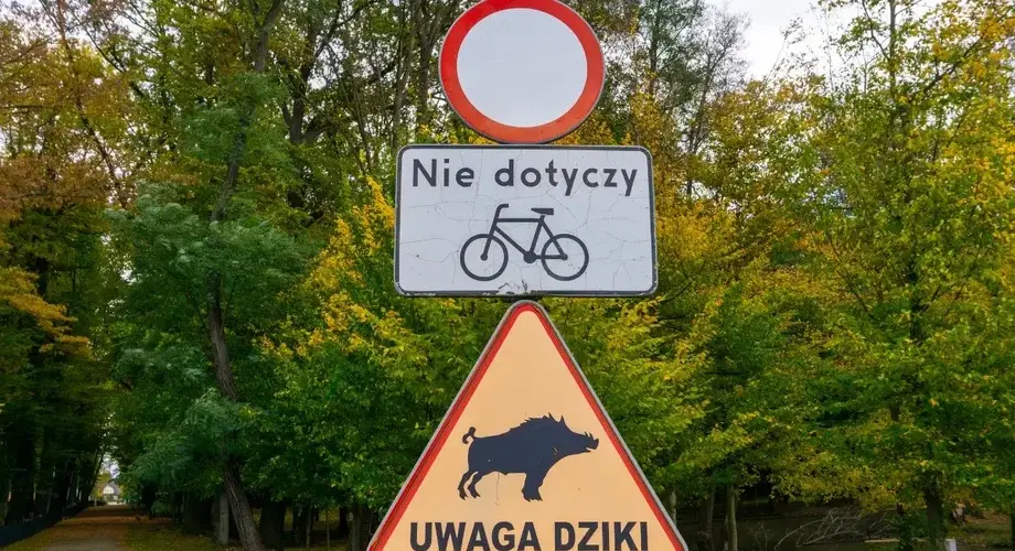 Znak drogowy Zakaz wjazdu Uwaga dziki