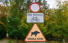 Znak drogowy Zakaz wjazdu Uwaga dziki