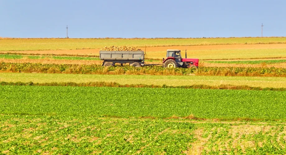 Rolnictwo Pole Wykopki Ziemniaki Ciagnik Traktor Przyczepa