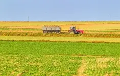Rolnictwo Pole Wykopki Ziemniaki Ciagnik Traktor Przyczepa