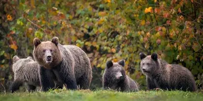 Niedzwiedzica Male Mlode