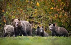 Niedzwiedzica Male Mlode