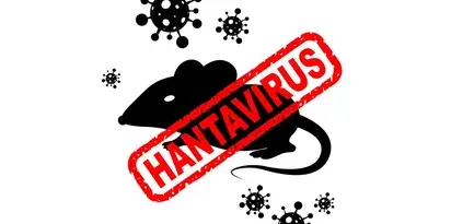 Hantawirus Szczurek