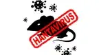 Hantawirus Szczurek