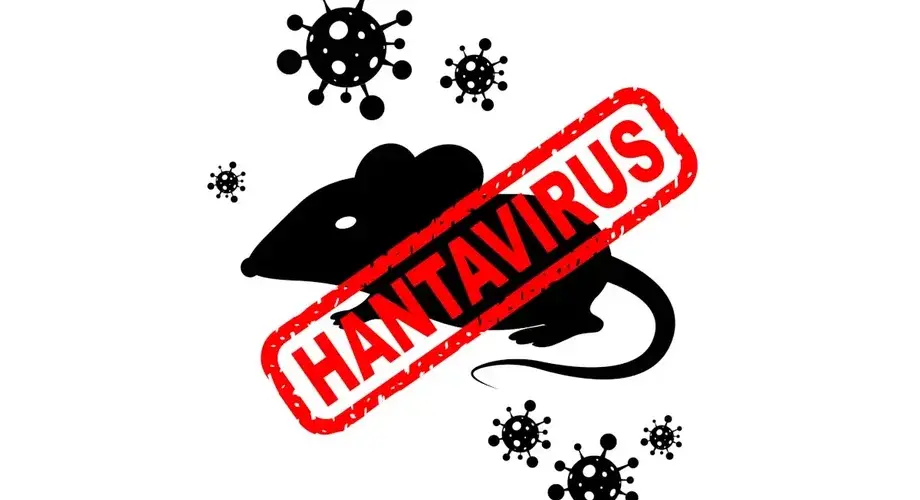 Hantawirus Szczurek