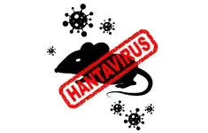 Hantawirus Szczurek