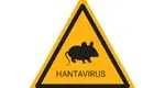 Hantawirus Szczurek Znak