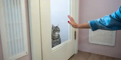 Kot Pozegnanie Drzwi Reka