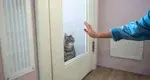 Kot Pozegnanie Drzwi Reka
