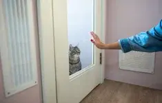 Kot Pozegnanie Drzwi Reka